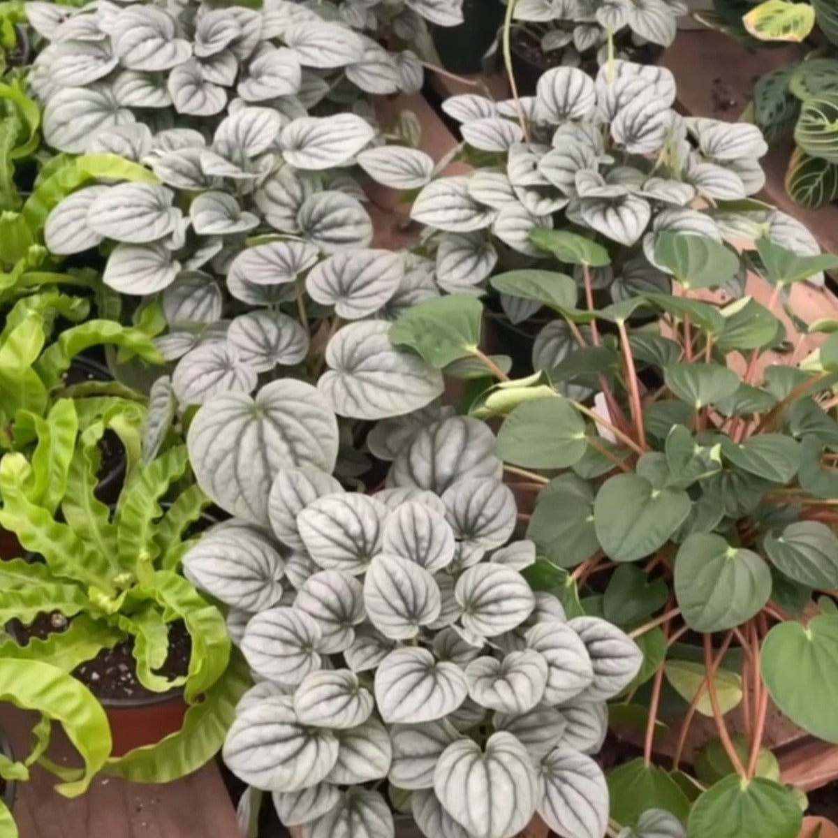 indoor plants peperomia Peperomia Frost