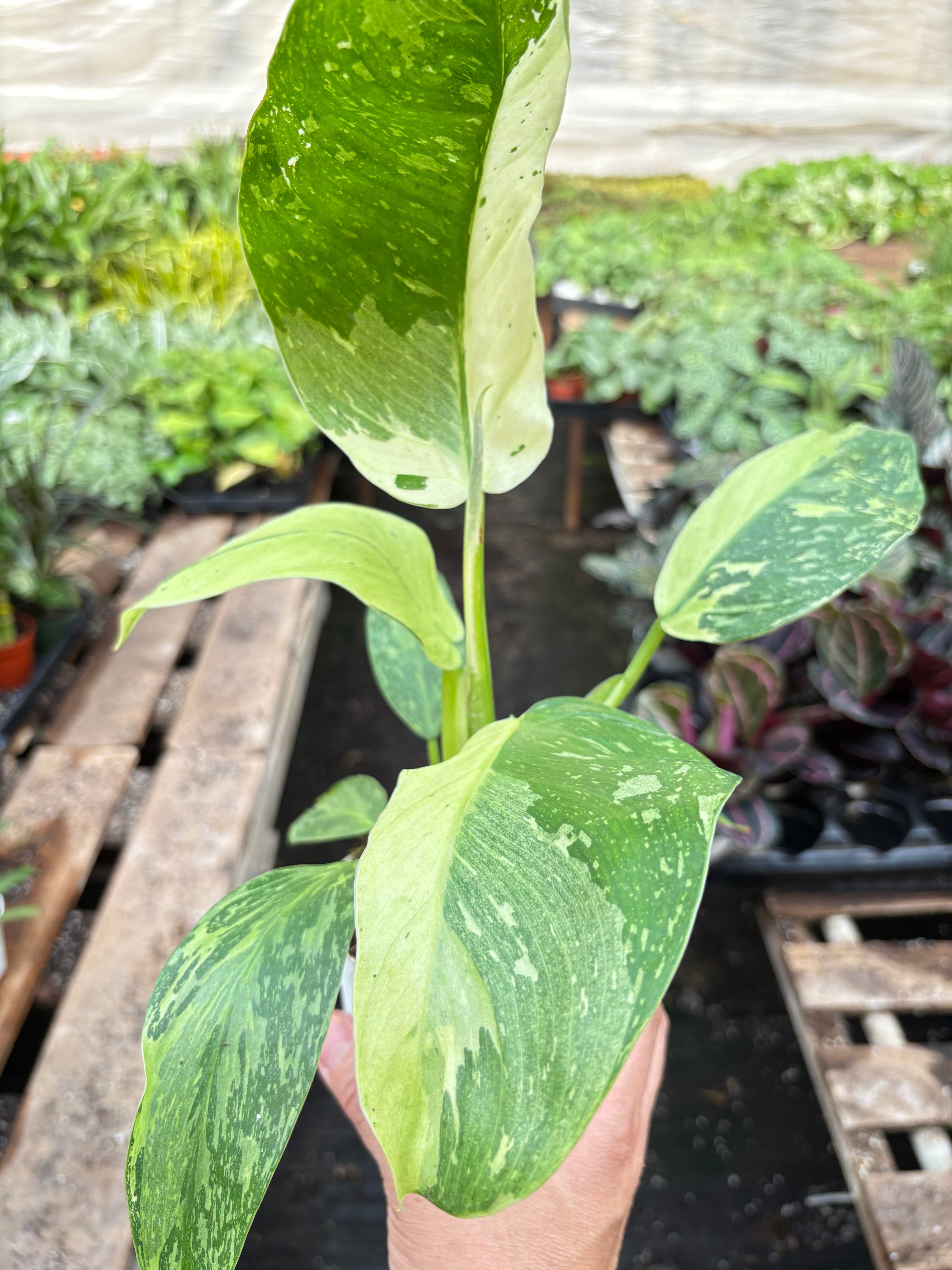 jose philodendron Buy Philodendron Jose Bueno