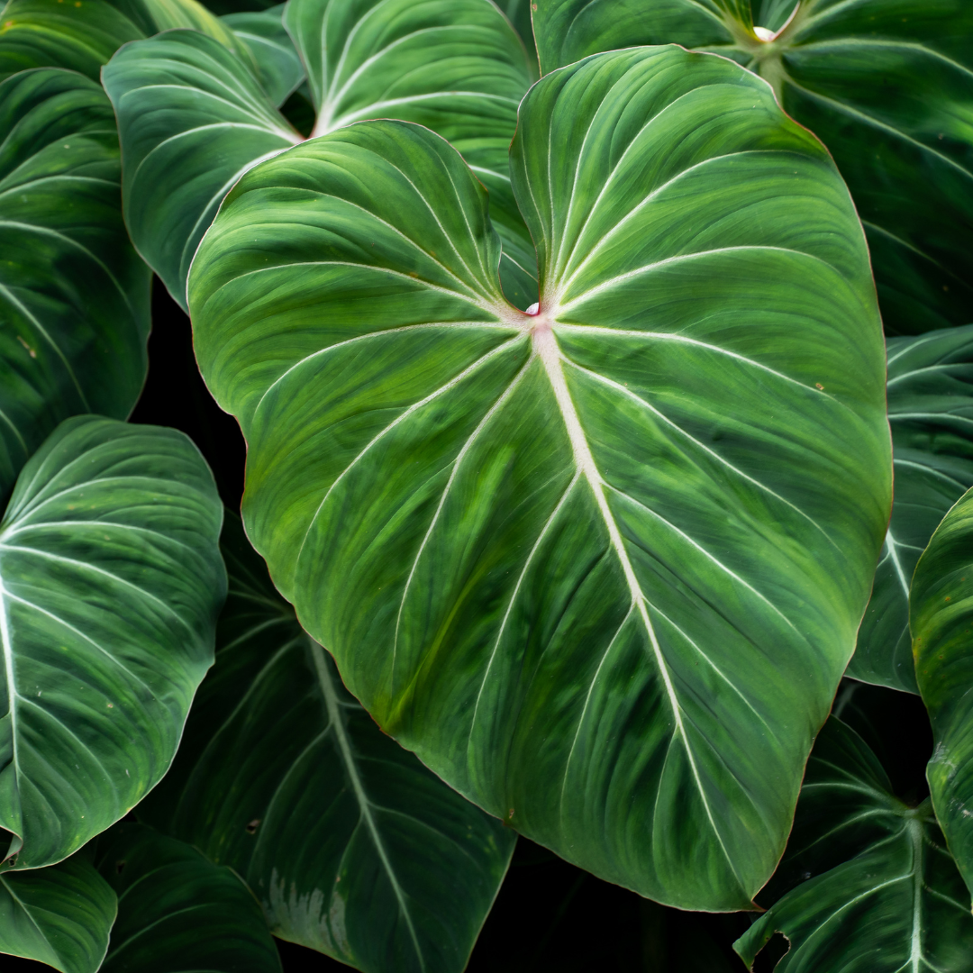 philodendron gloriosum near me Buy Rare Philodendron Gloriosum