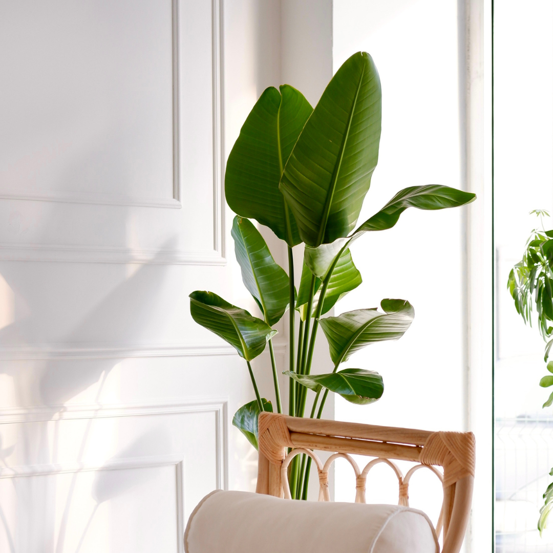 strelitzia potted plant White Bird of Paradise, Strelitzia Nicolai