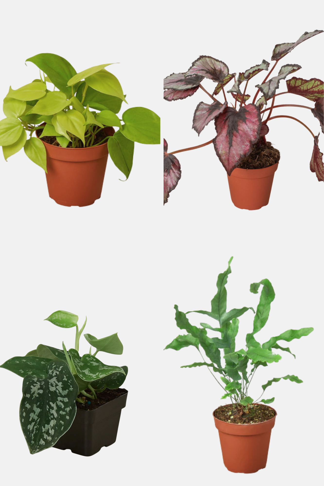 Velvet Forest indoor plant