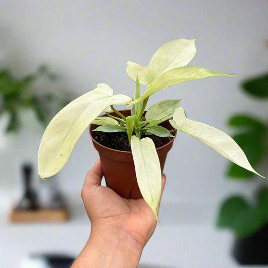 Philodendron 'Florida Ghost'