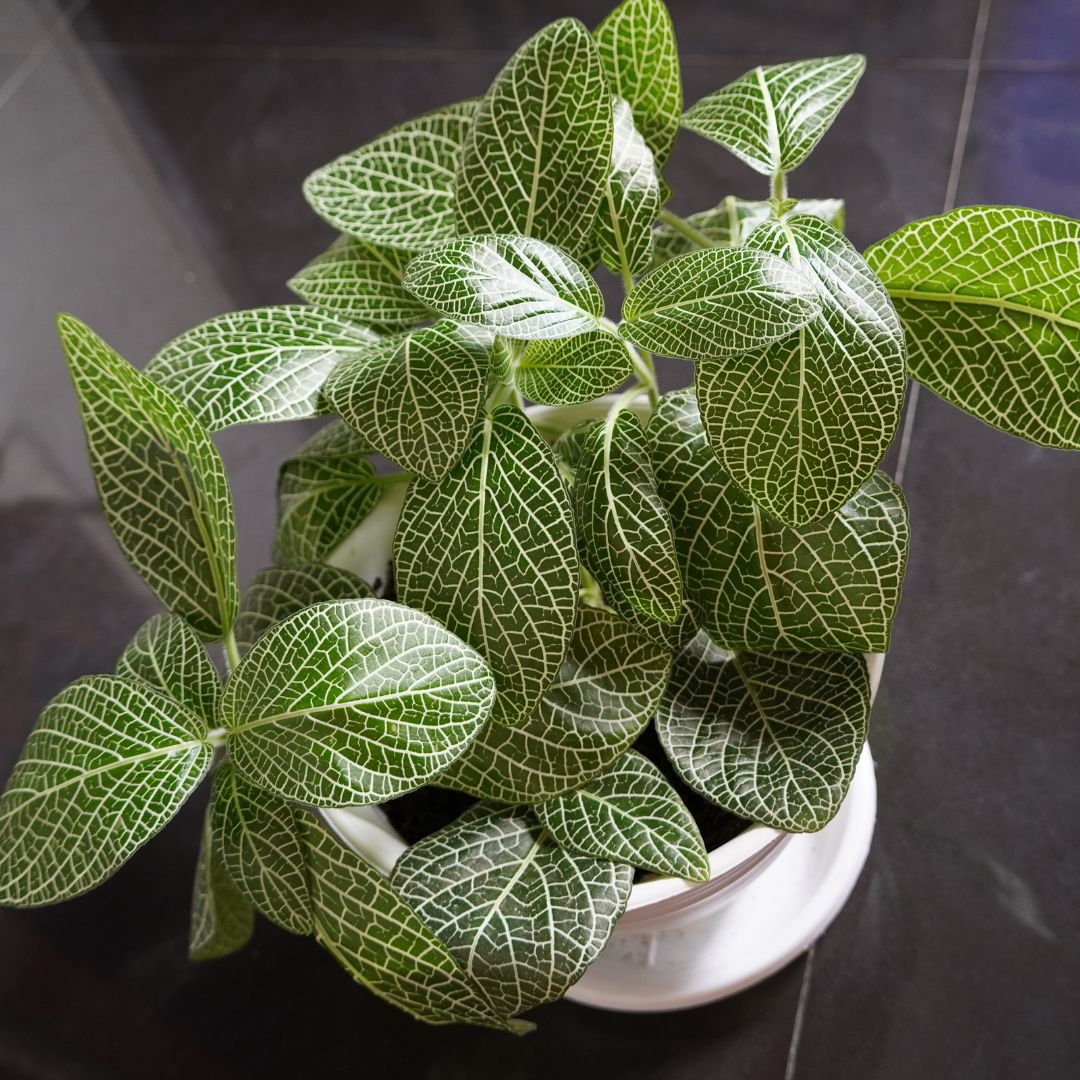 nerve plant indoor Buy Fittonia White Nerve Plant