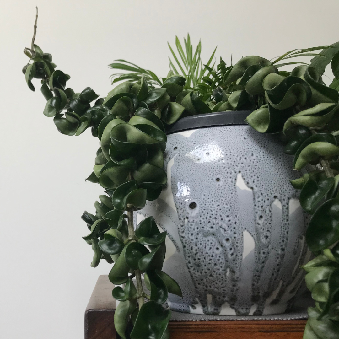 Hoya Rope Plant