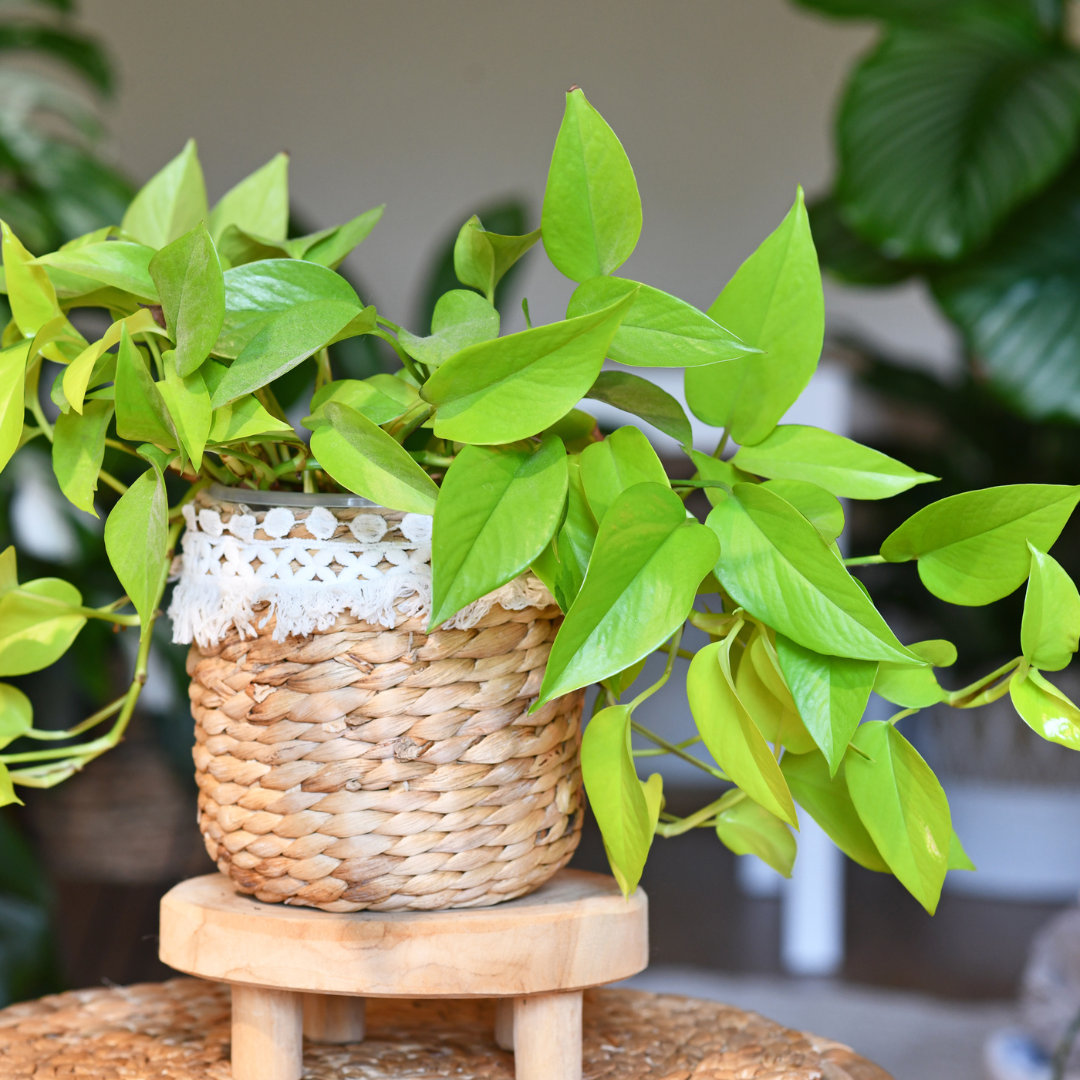 pothos fluorescent light Buy Pothos Neon Plant