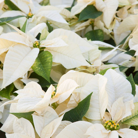 Poinsettia 'White'