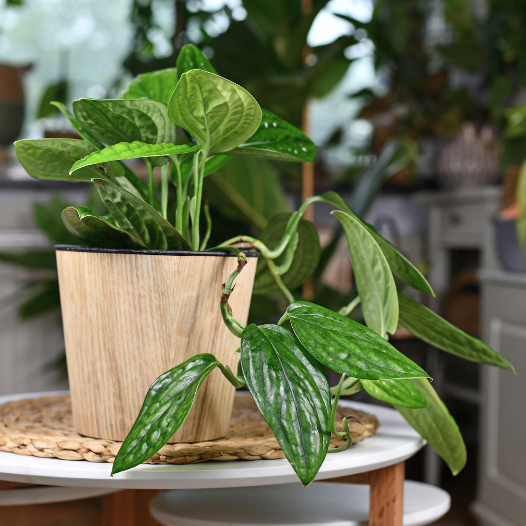 monstera peru plant for sale Buy Monstera Peru Plant