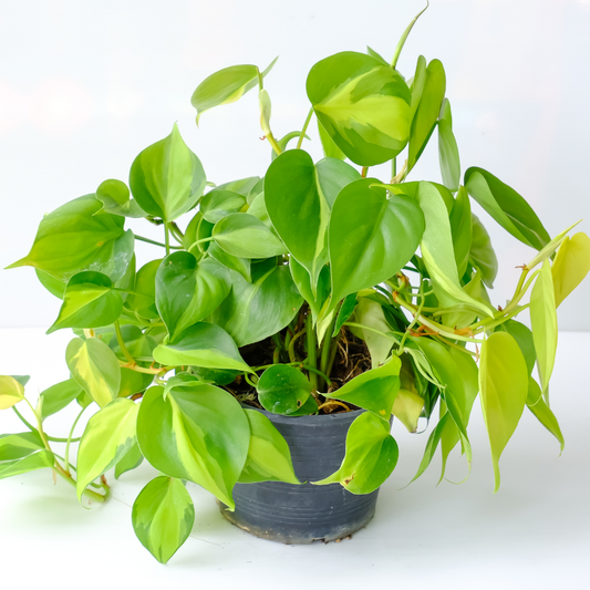 Philodendron 'Brasil'