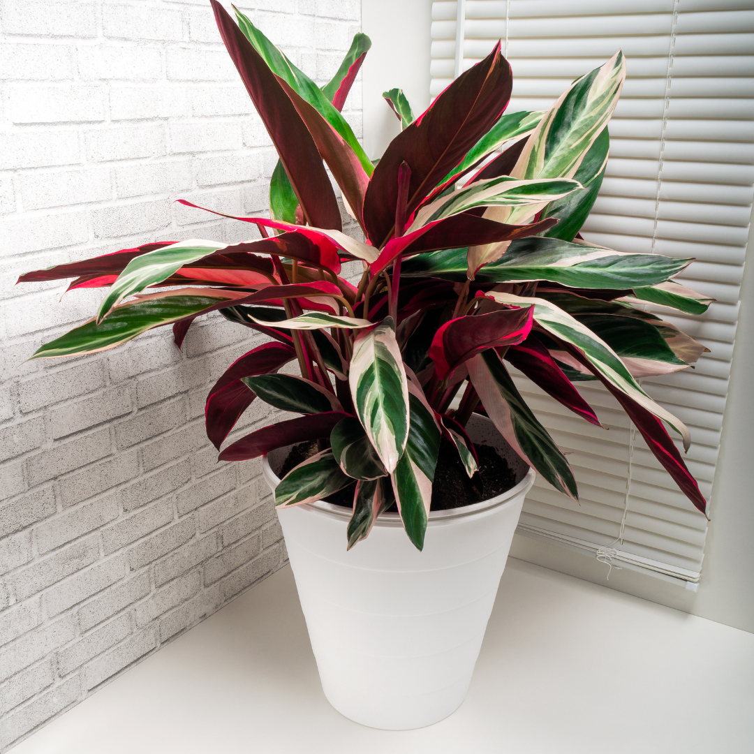 live indoor plant Stromanthe 'Triostar' 6" Pot