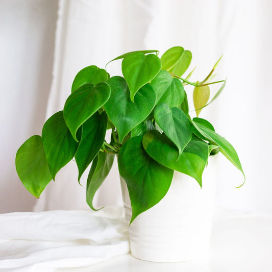 2 Philodendron Variety Pack