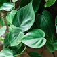 2 Philodendron Variety Pack