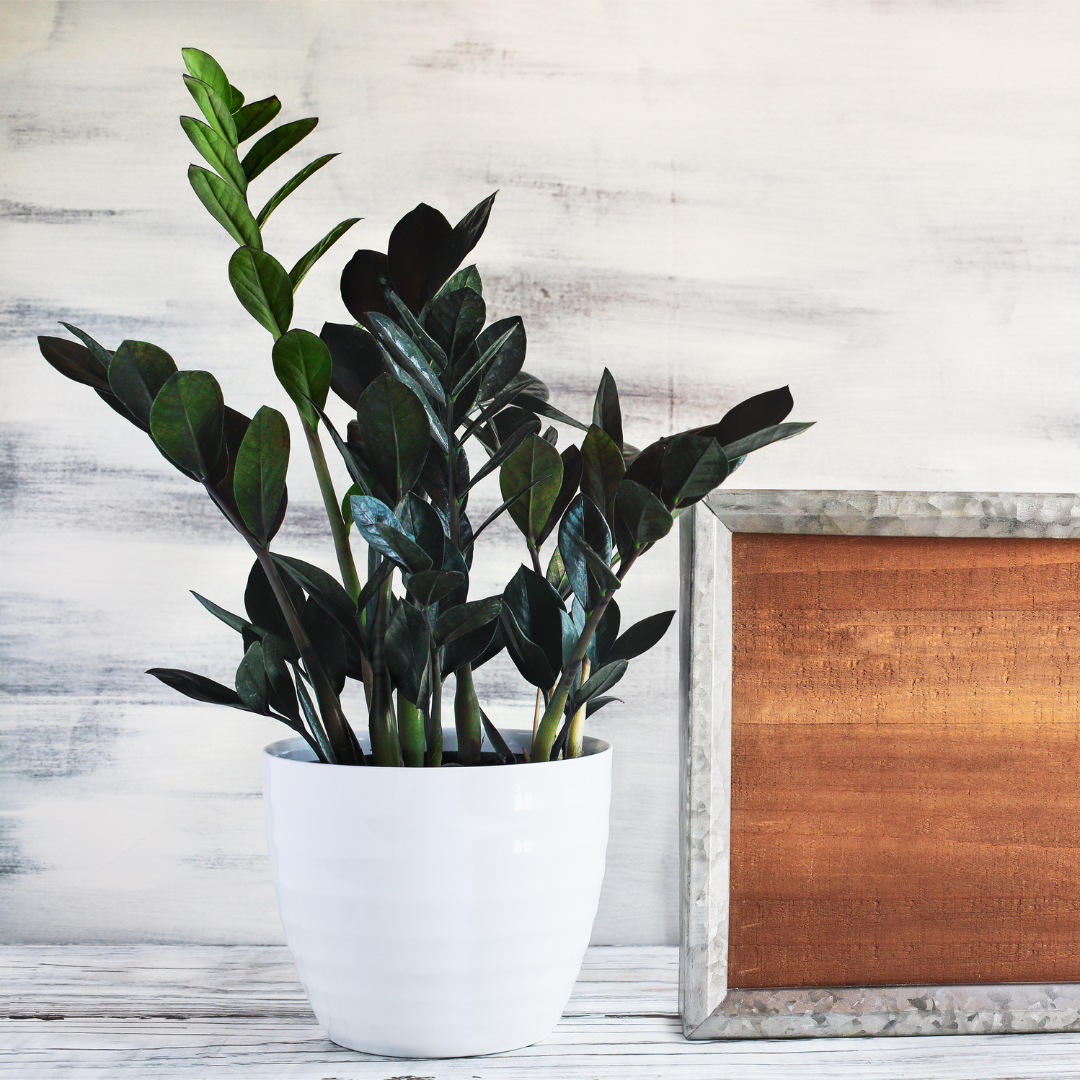 black zz raven plant Buy ZZ Black Raven Plant