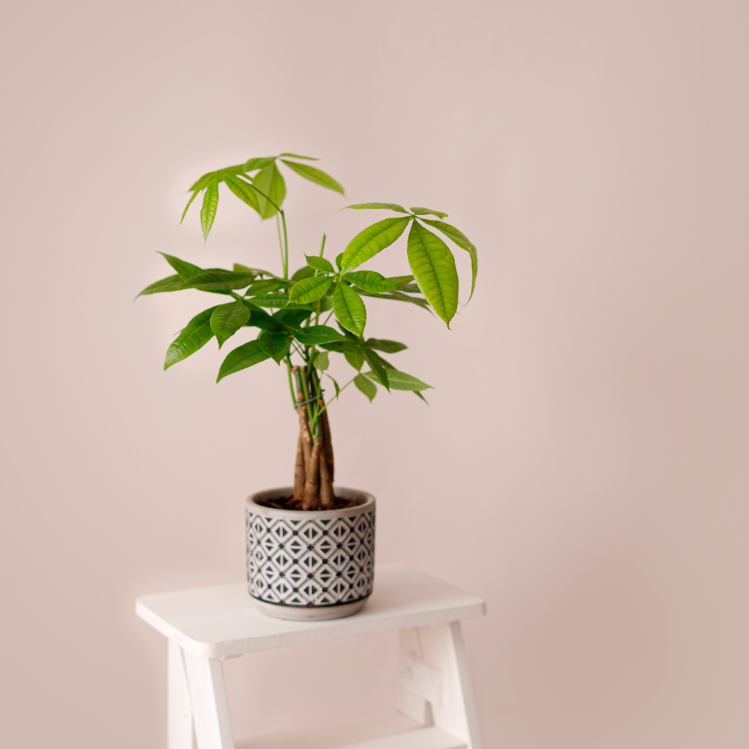 pachira braided money tree care Buy Money Tree Guiana Chestnut Pachira Braid