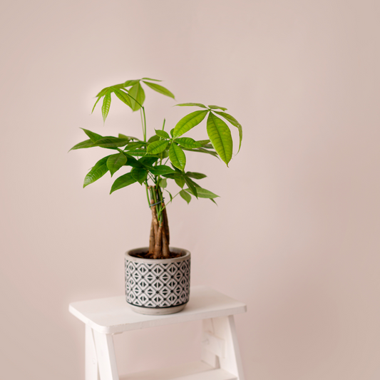 Money Tree 'Guiana Chestnut' Pachira Braid Media 1 of 3