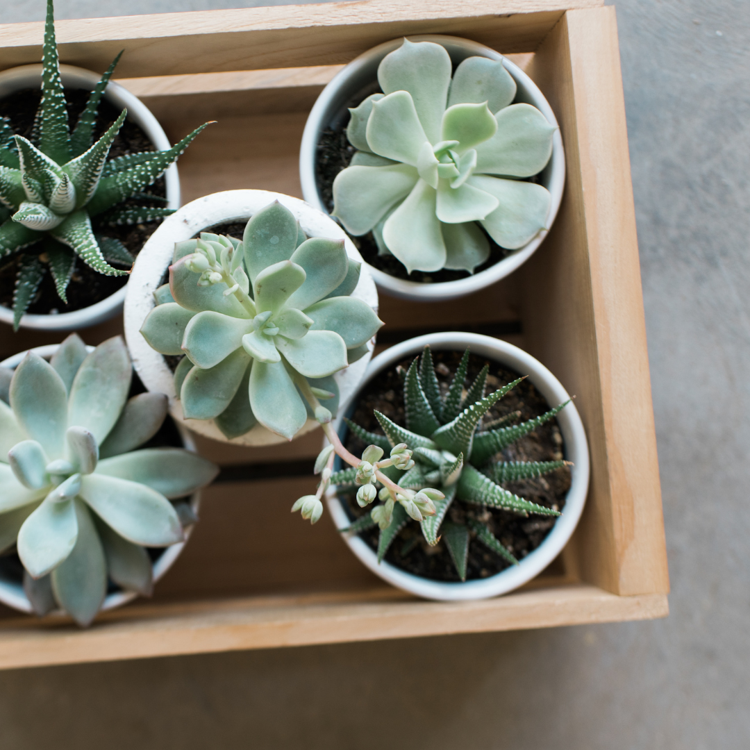 succulents monthly Succulent Subscription Box