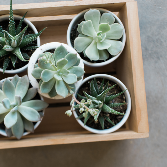 Vibrant succulents in Plant Swag Shop's succulent subscription box