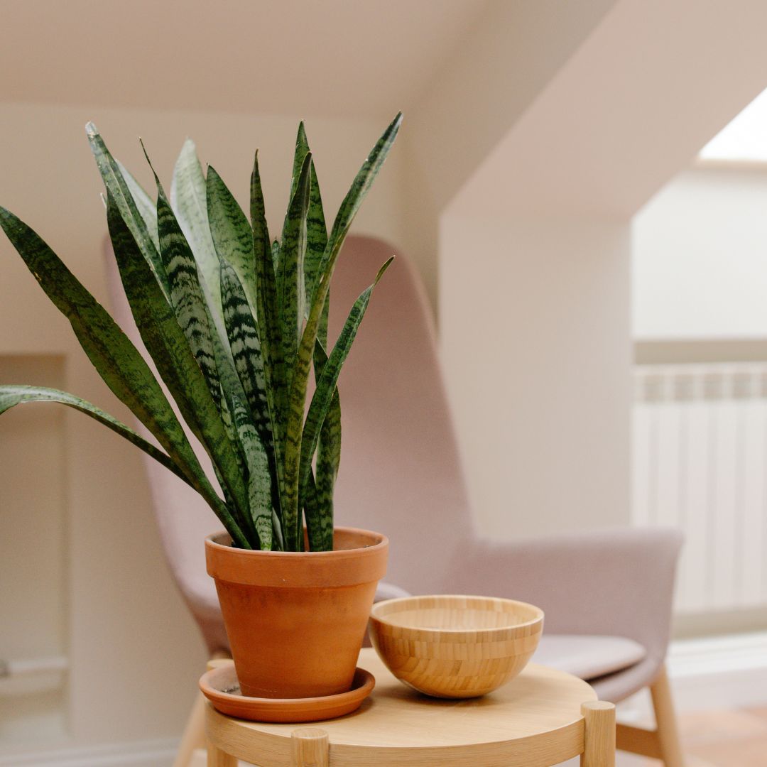 snake zeylanica plant Buy Snake Plant Zeylanica