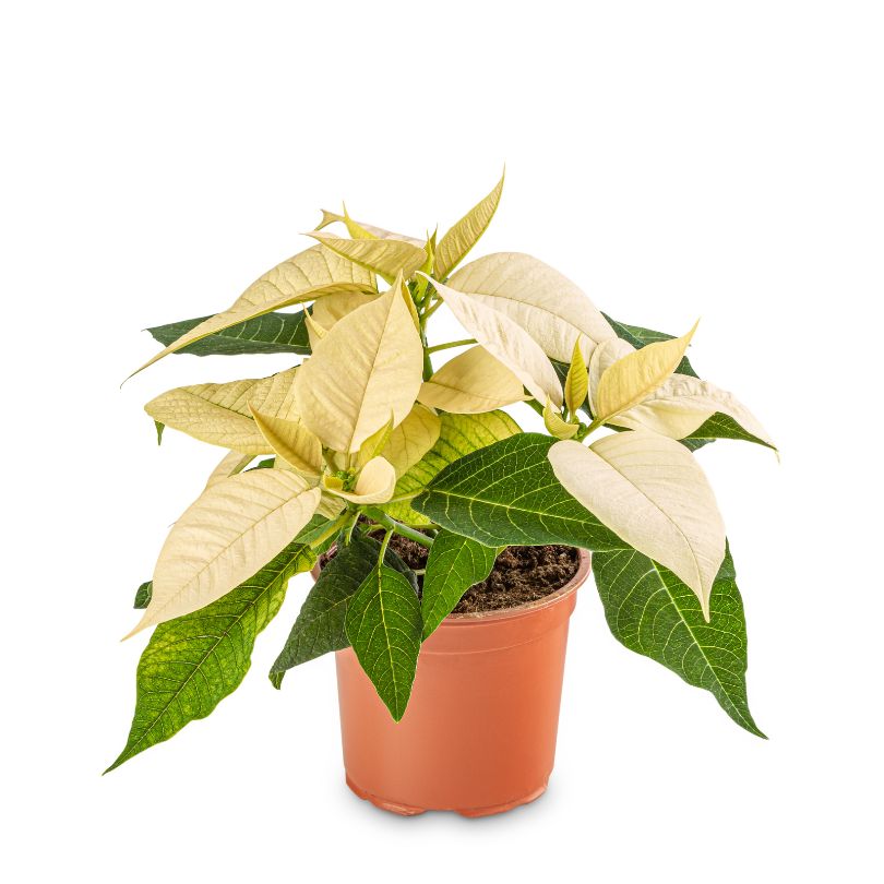 Poinsettia 'White'