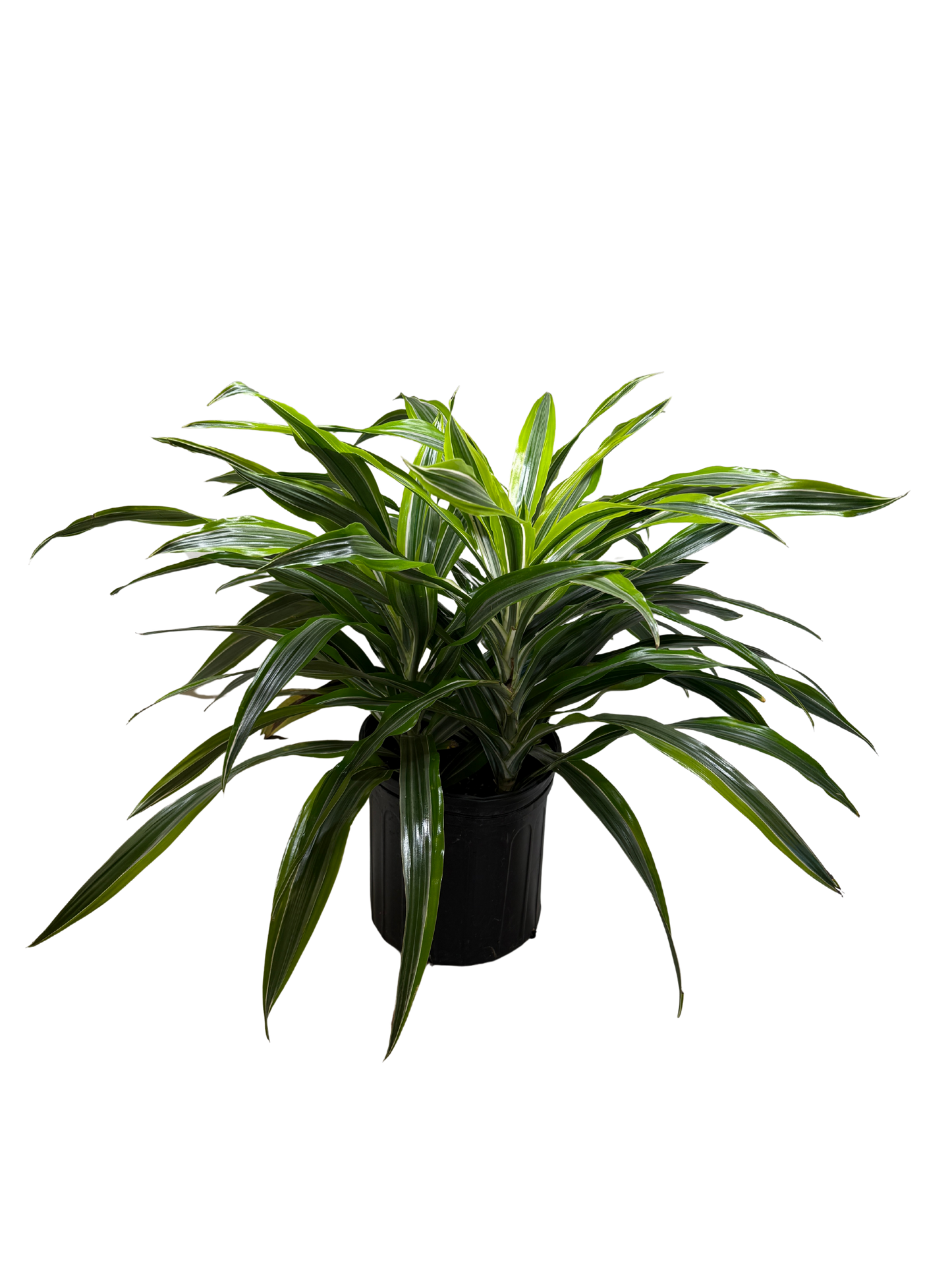 Dracaena Lemon Lime indoor plant