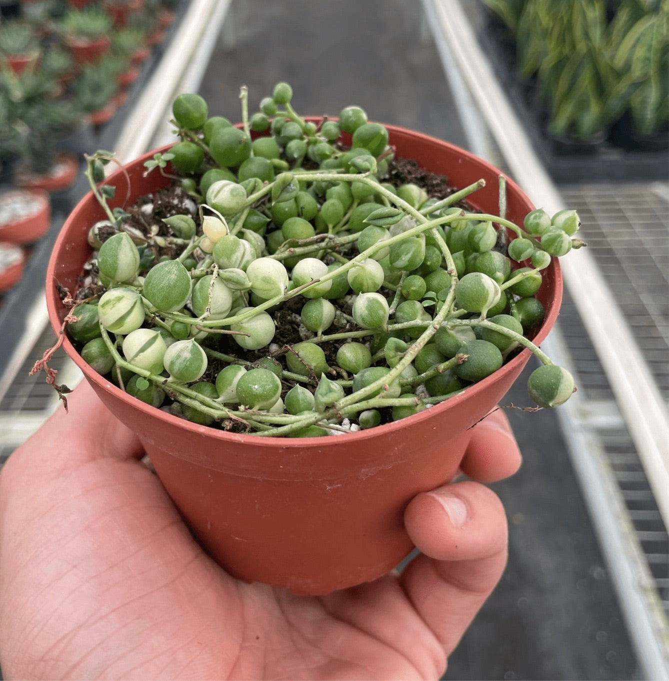 Succulent 'String of Pearls' Variegated