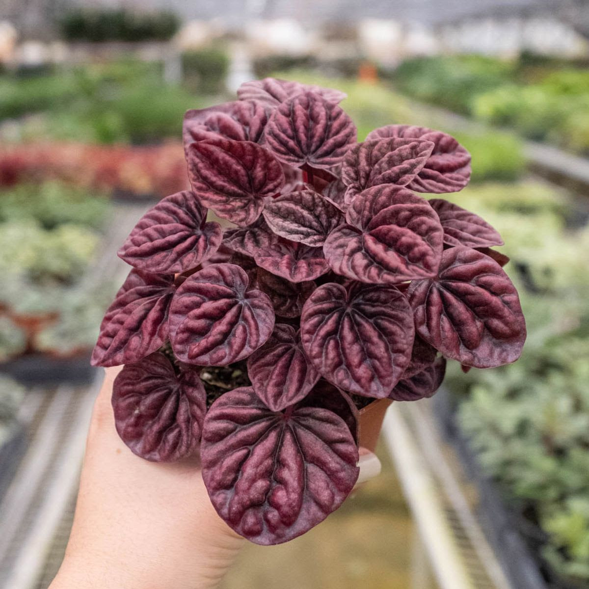 red indoor plant Buy Peperomia Ripple Red