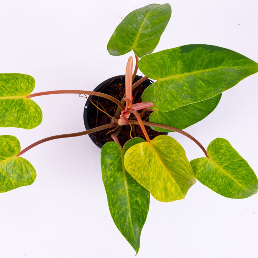 philodendron painted lady rare plants