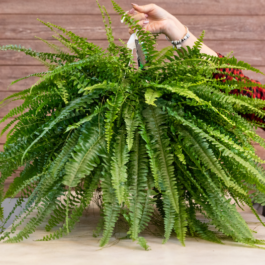 Boston Fern