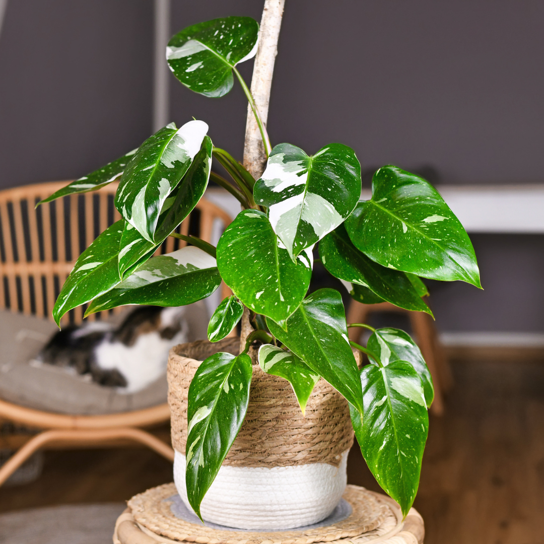 buy rare philodendrons Philodendron 'White Princess'