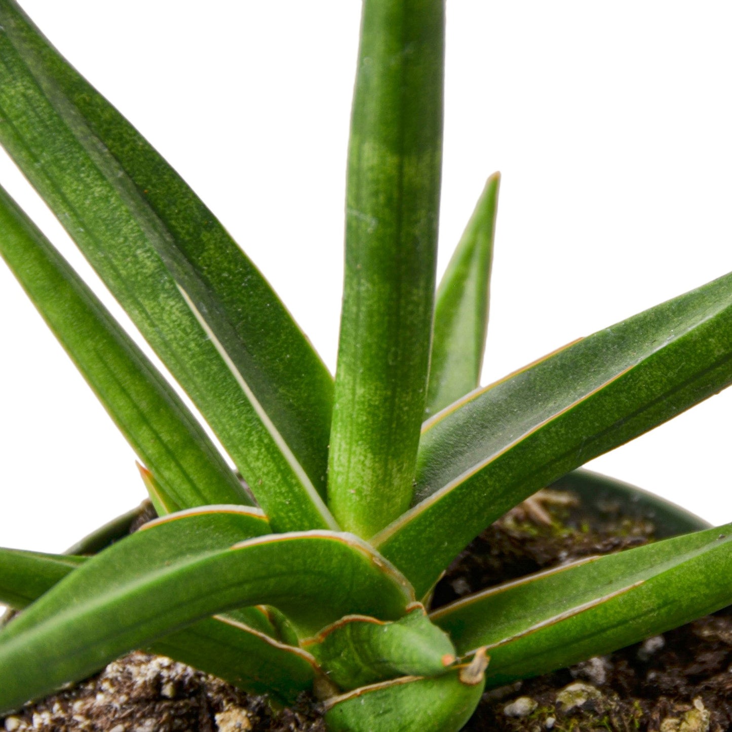 Snake 'Stuckii' - 4" Pot - Plant Swag Shop