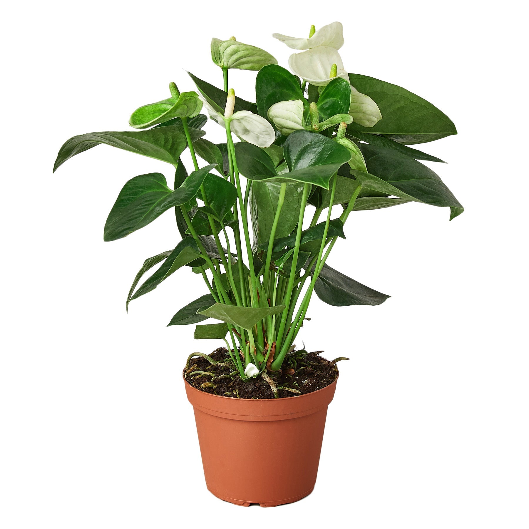 anthurium where to buy Buy Anthurium White