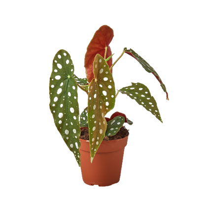 begonia maculata, polka dot plant