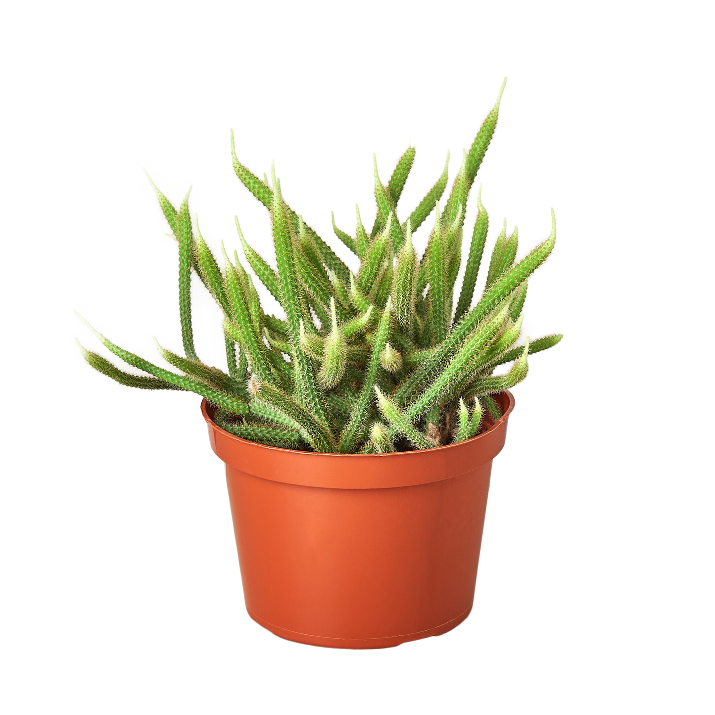 Rat Tail Cactus 6 Inch Pot