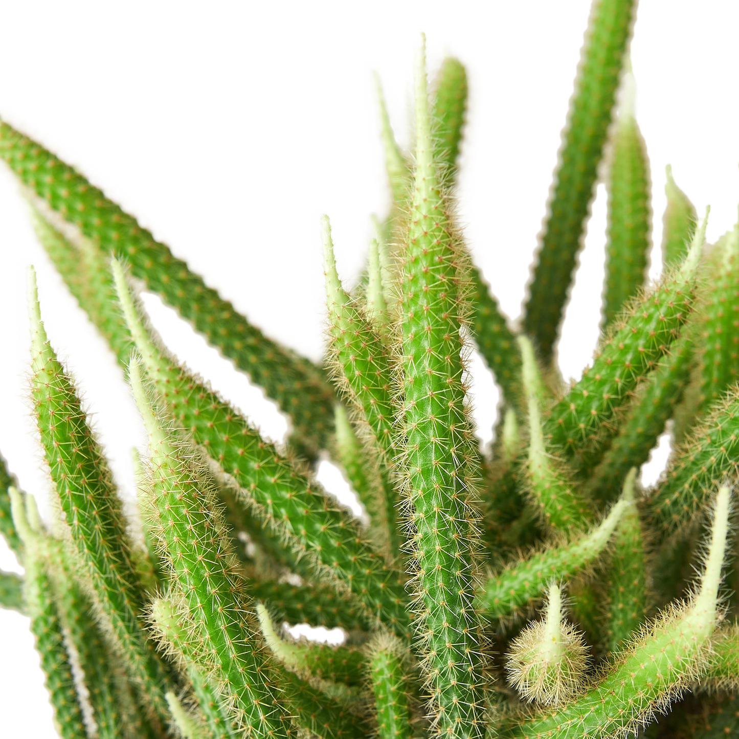 Rat Tail Cactus 6 Inch Pot