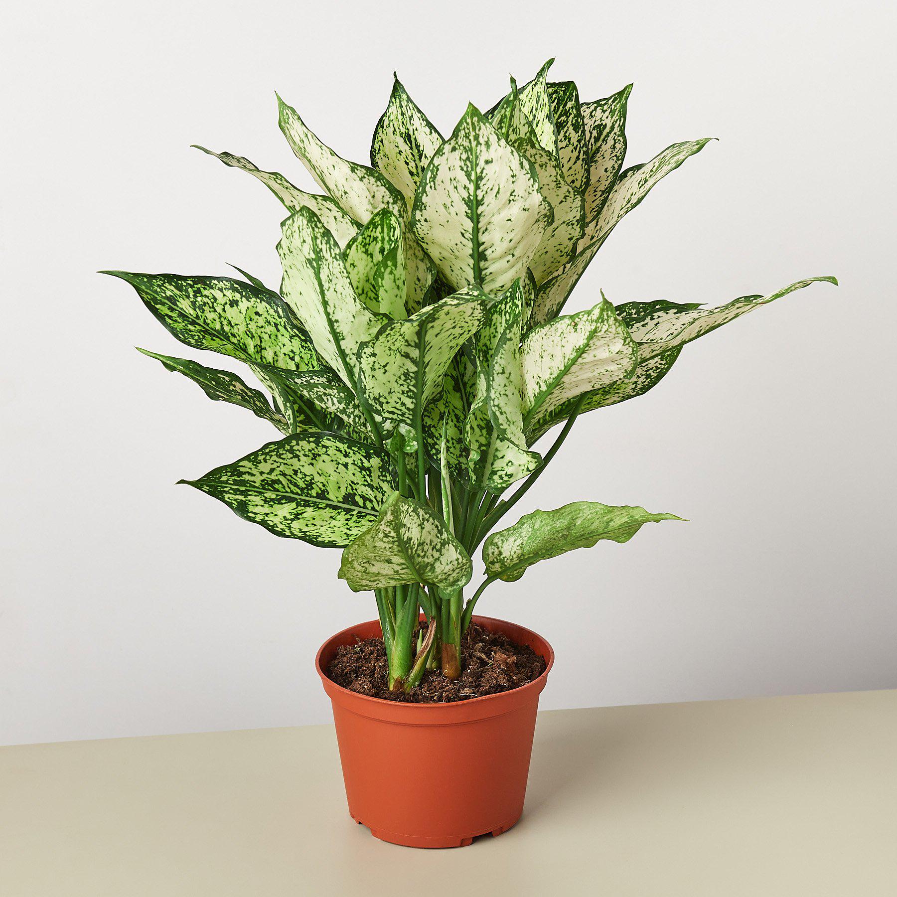 first indoor plant Aglaonema 'First Diamond' Indoor Plant