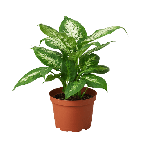 dieffenbachia exotica The Snobby Leaf | Dieffenbachia 'Tropic Snow' - 6 inch Pot