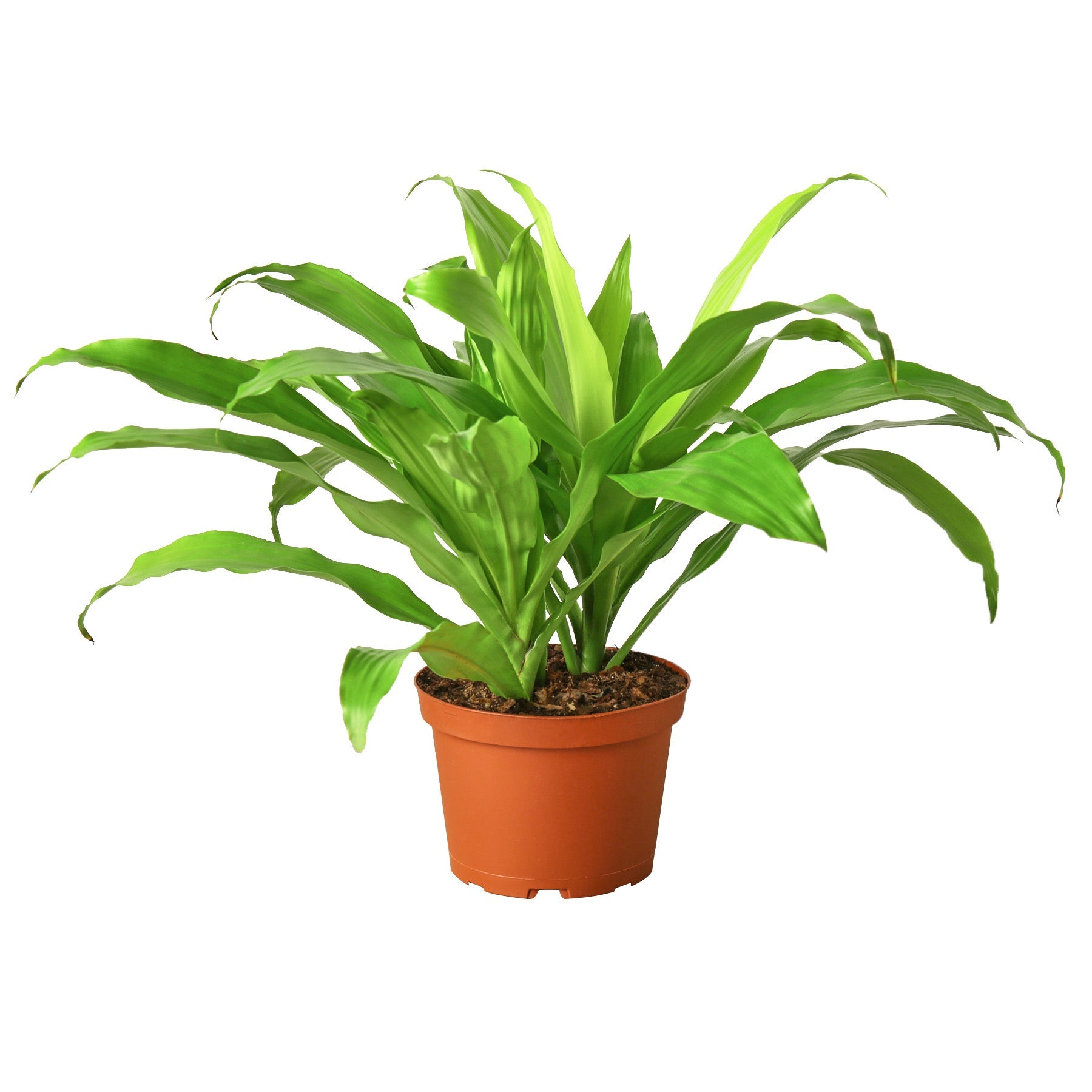 lime green indoor plant pots Buy Dracaena Lime Light
