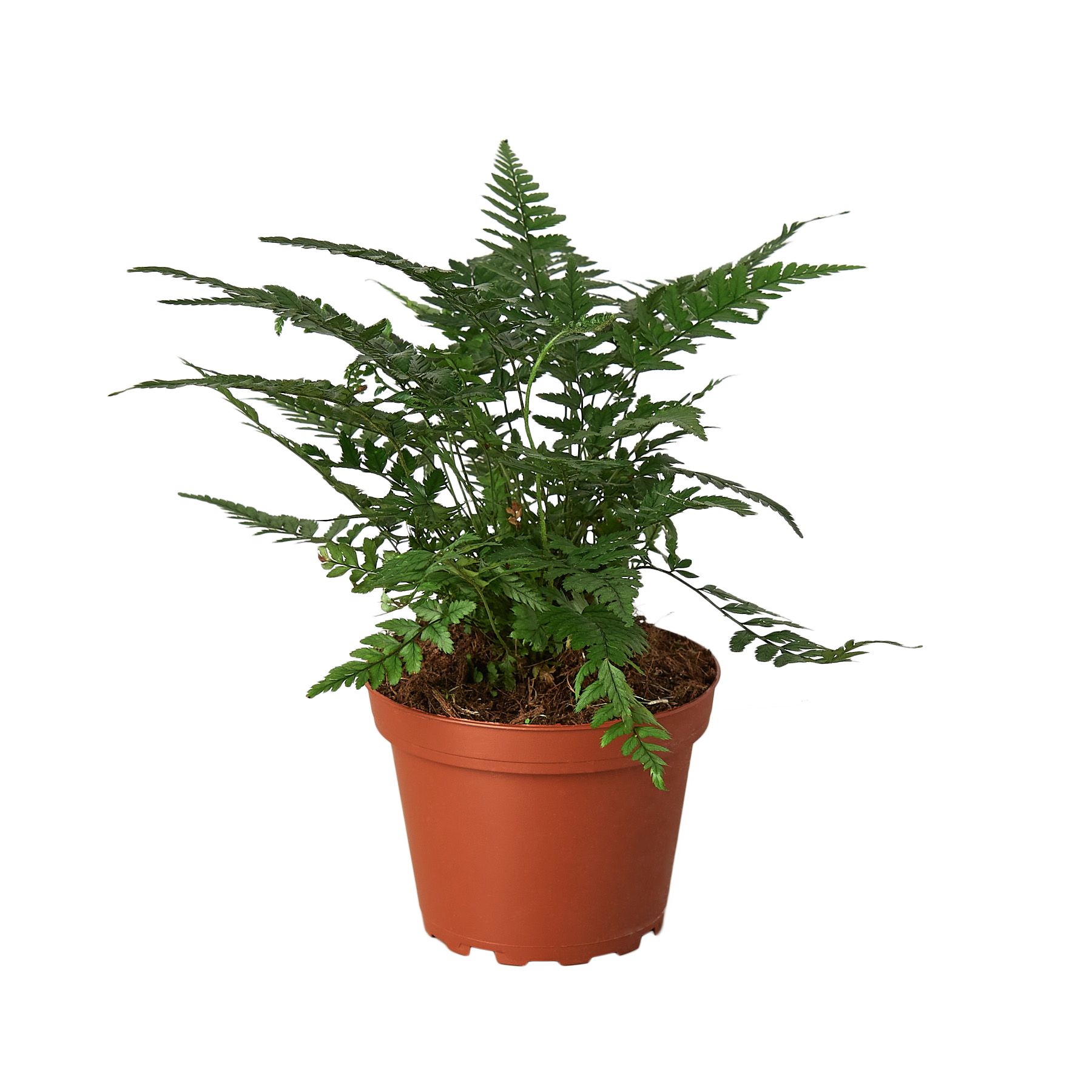 indoor rock plants Buy Korean Rock Fern