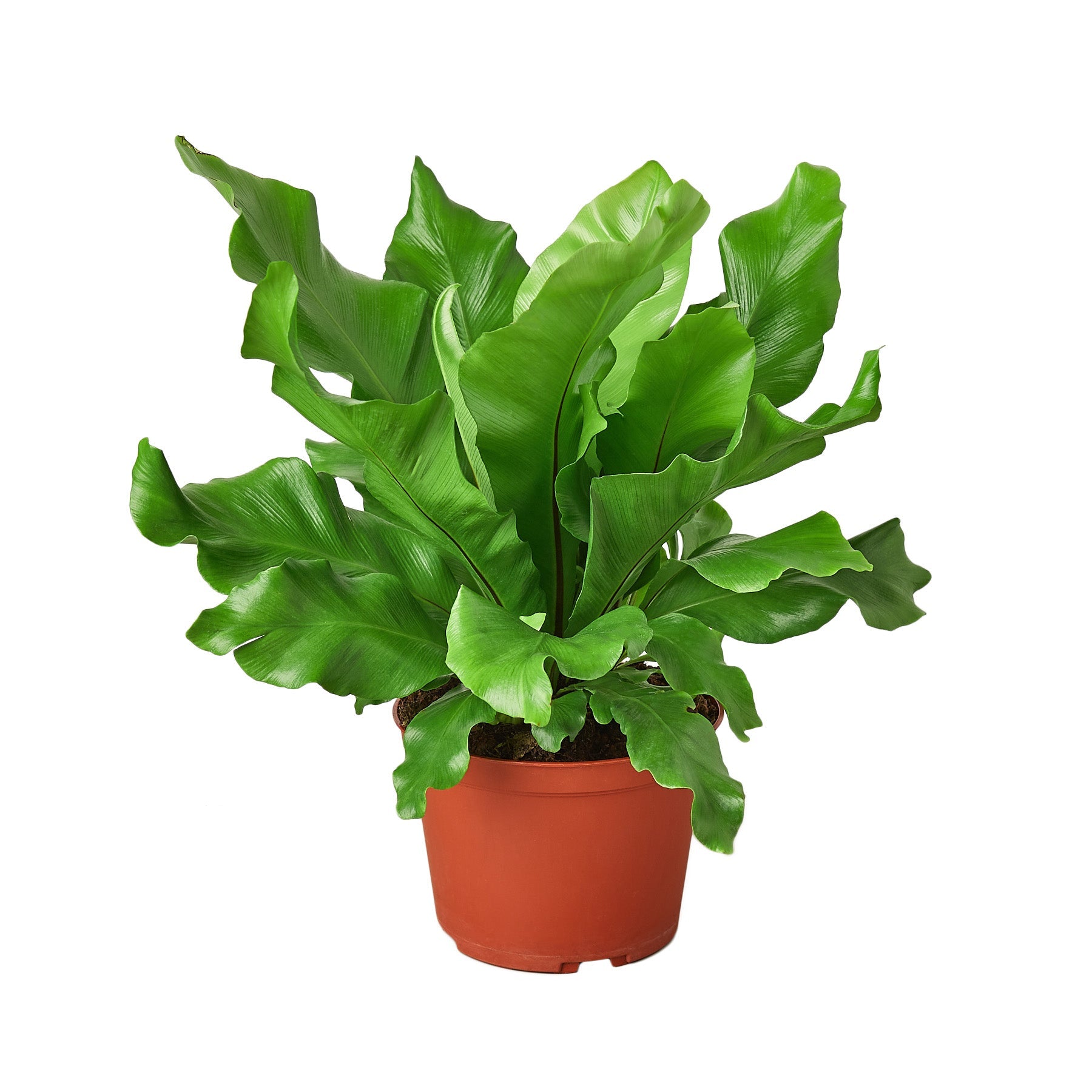 indoor plants safe for birds Buy Birds Nest Nidus Fern