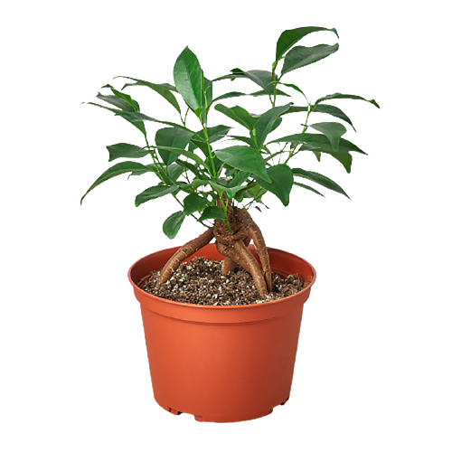 ficus ginseng houseplant potted