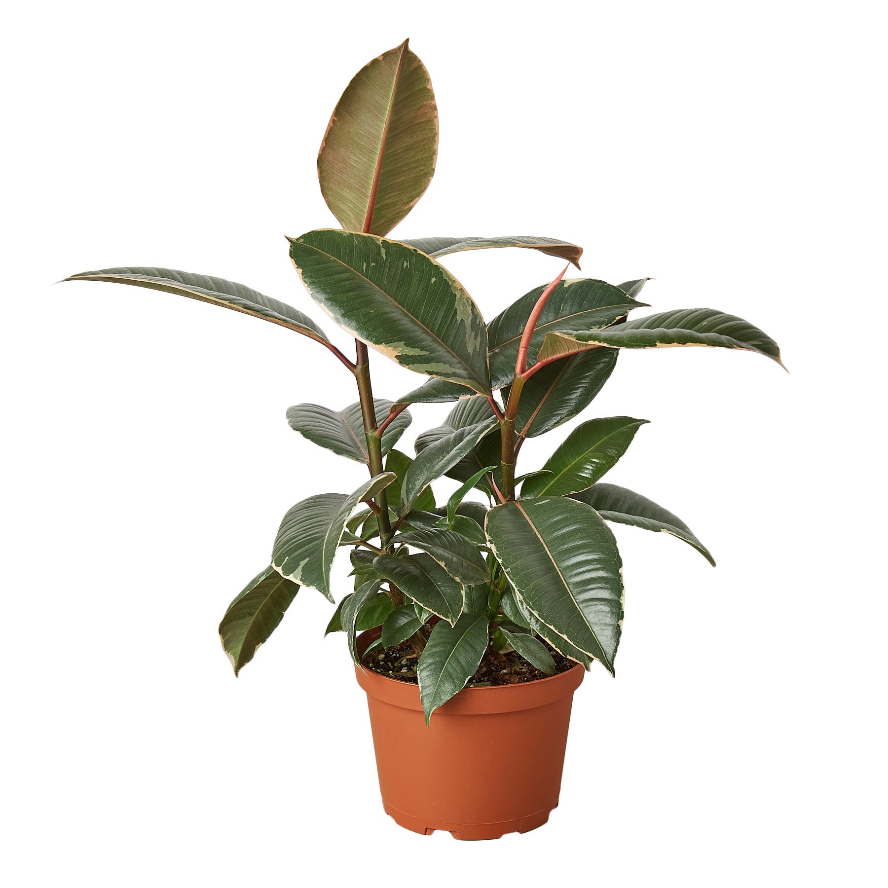 tineke rubber tree for sale Buy Ficus Elastica Tineke