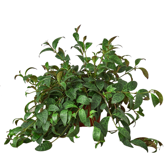 Aeschynanthus Lipstick Plant