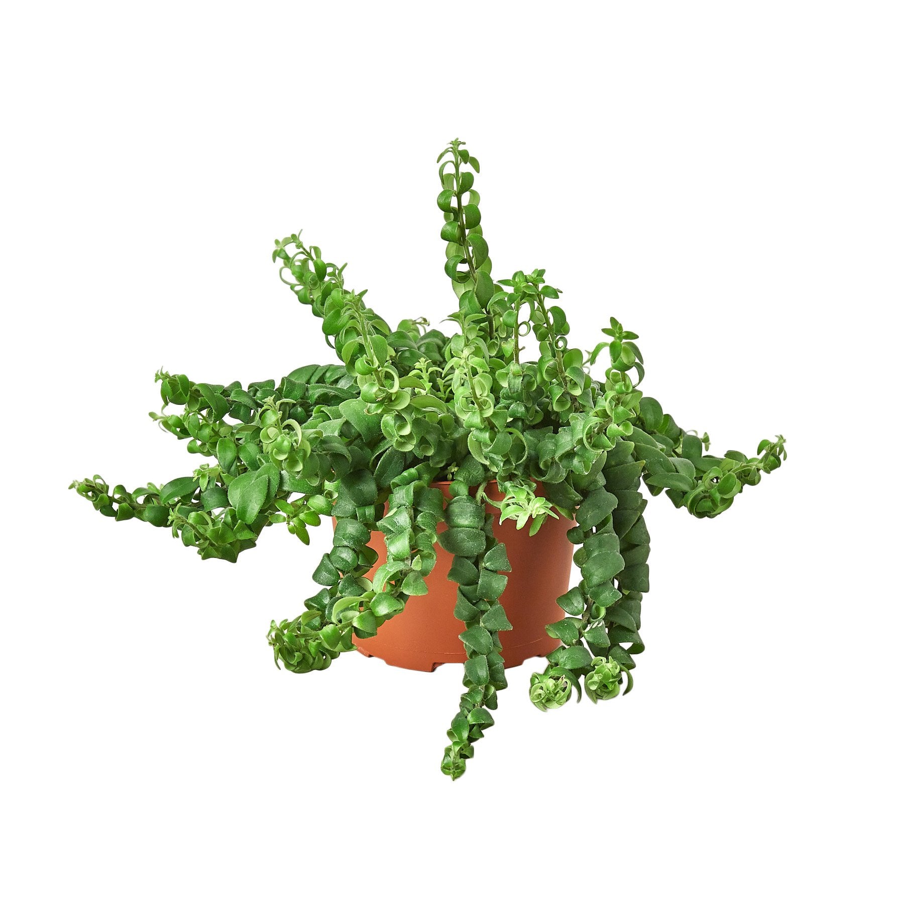 curly leaf indoor plant Buy Curly Lipstick Plant