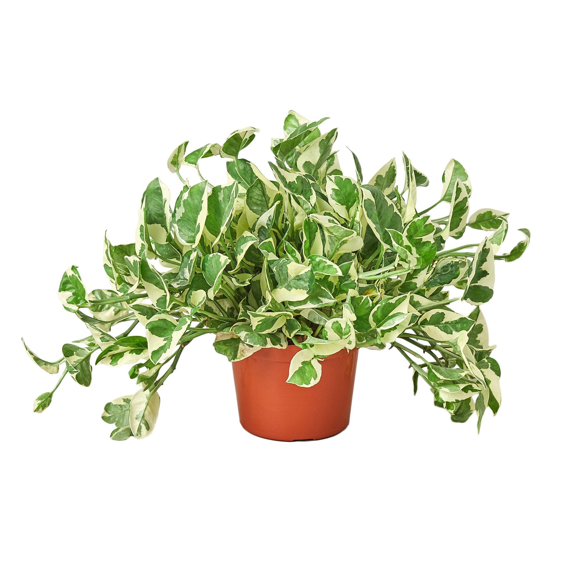 pothos sale The Snobby Leaf | Pothos 'N'joy' - 6 inch Pot