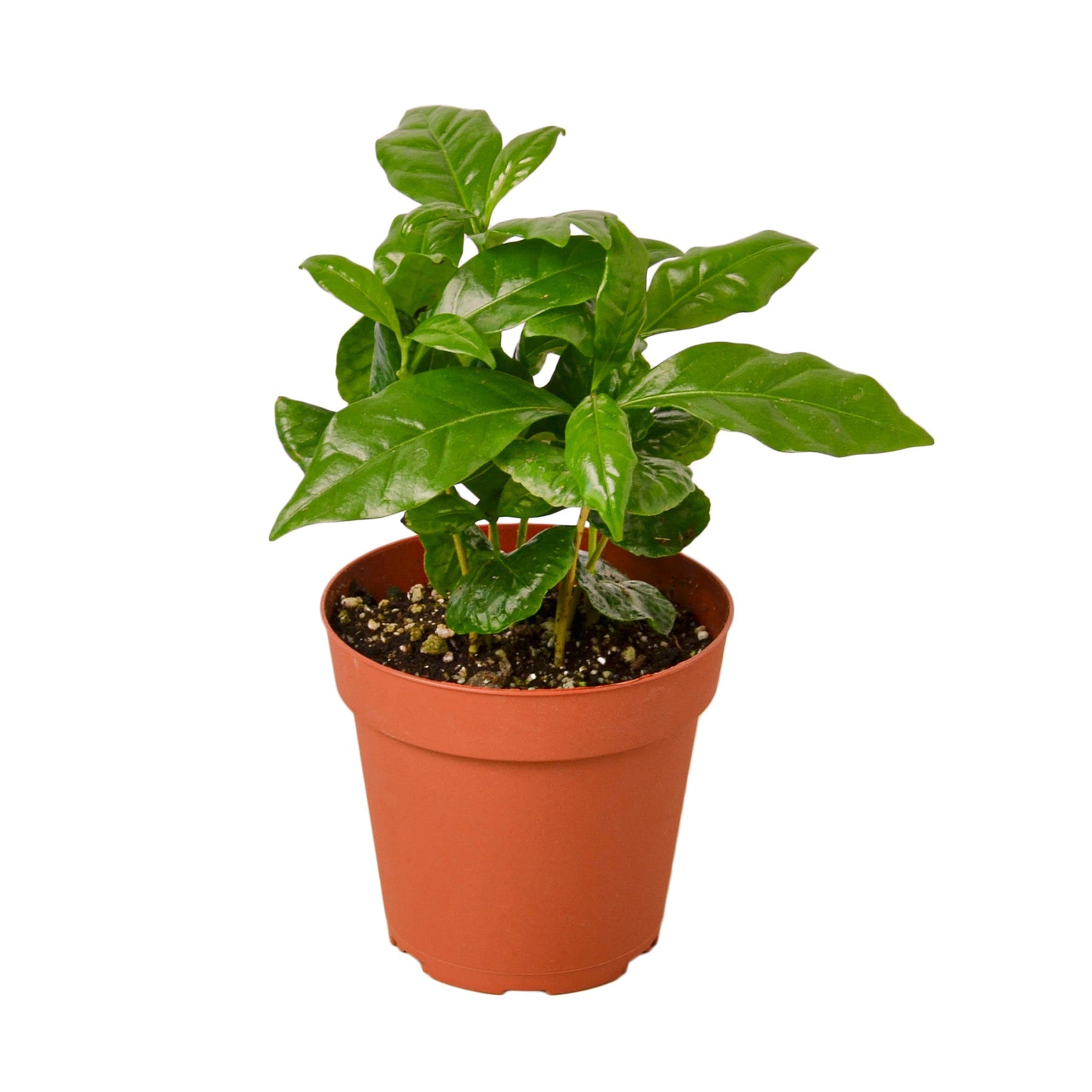 arabica coffee plant indoors Arabica Coffee Plant – Grow-Your-Own Beans Indoors with Ease 6" Pot / Terra Cotta Eco Pot