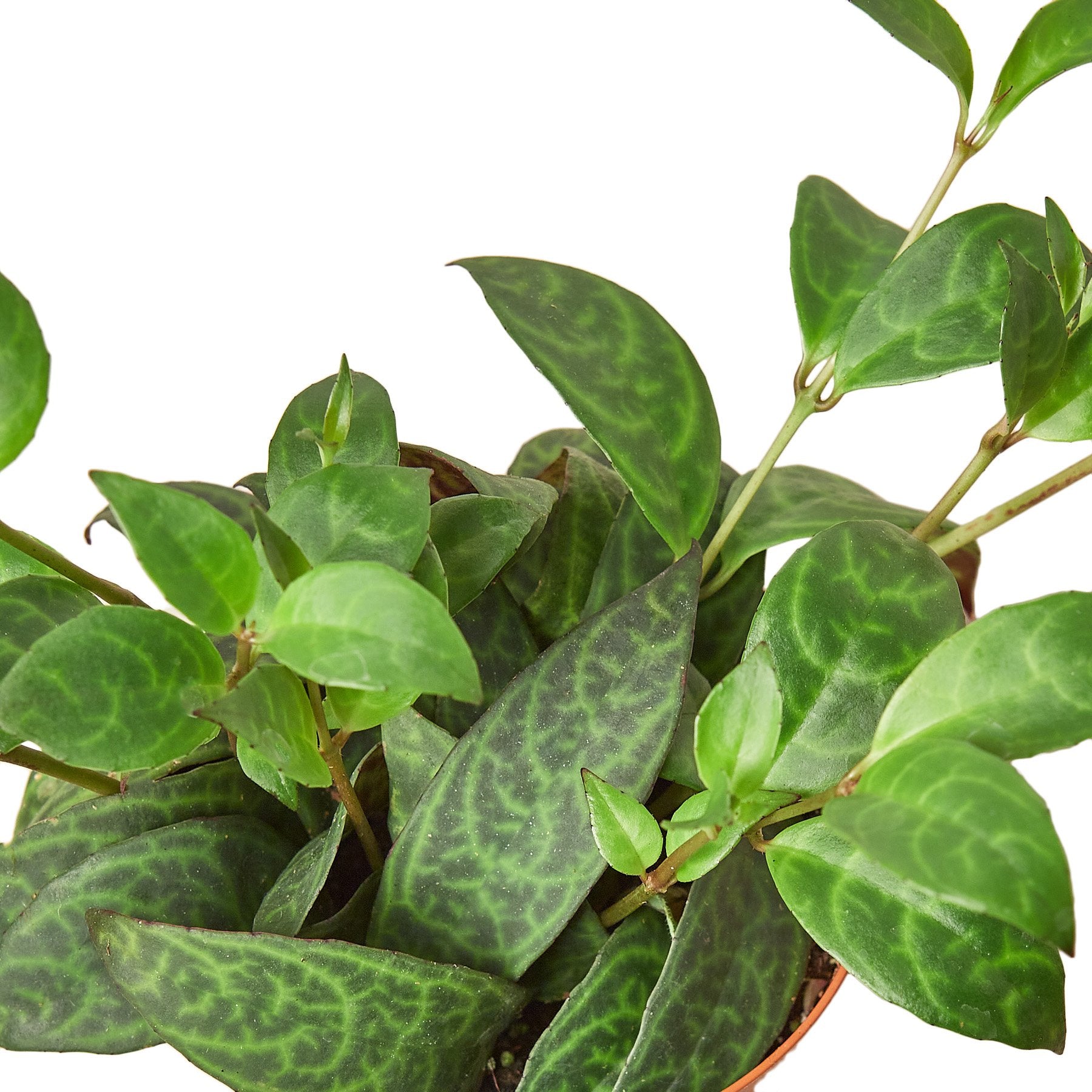 Aeschynanthus radicans