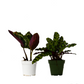 2 Calathea Plants Variety Pack