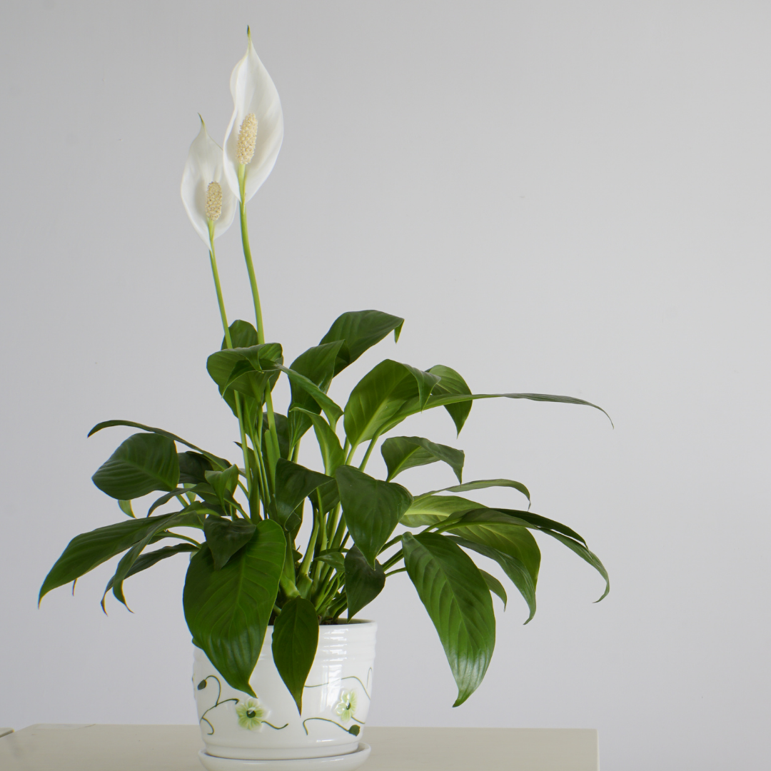 buy a peace lily Spathiphyllum 'Peace Lily' Live Plant, 4" Pot