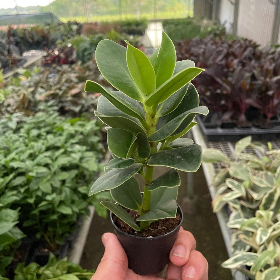 Clusia 'Princess' (Autograph Plant) Media 1 of 2