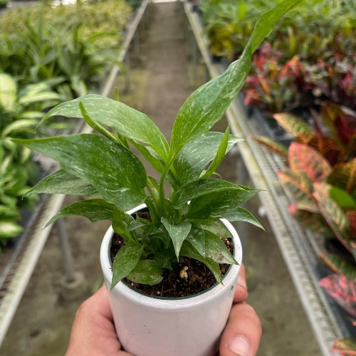 Variegated Spathiphyllum 'Domino'