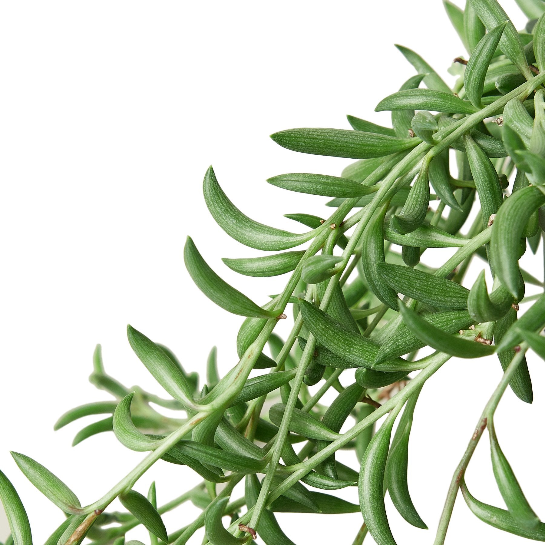 string indoor plants Buy Succulent String of Bananas 4in